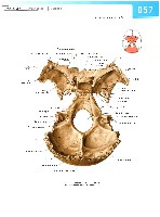 Sobotta Atlas of Human Anatomy  Head,Neck,Upper Limb Volume1 2006, page 64